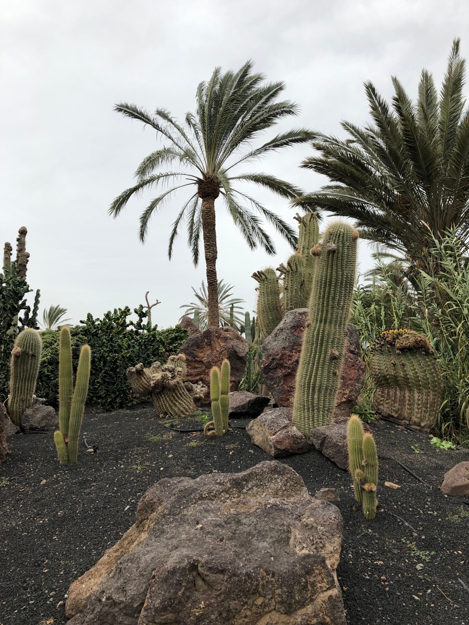 Volcanic landscape, Lanzarote